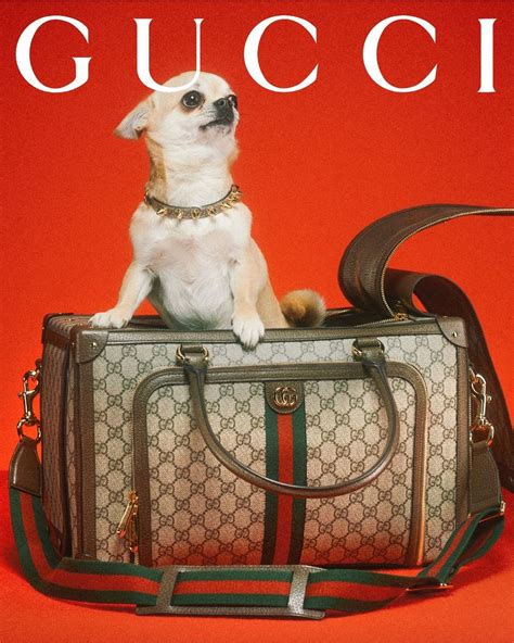 gucci poop bags|Gucci pet store.